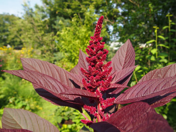 amaranth2 356x267 Monsanto’s Superweed, the Ancient Superfood