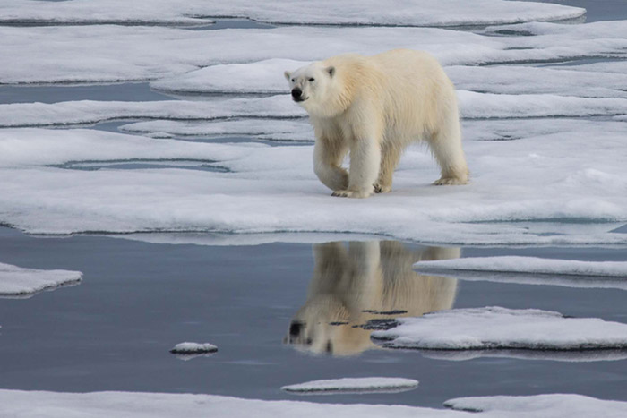 Arctic warming threatens not only polar bears