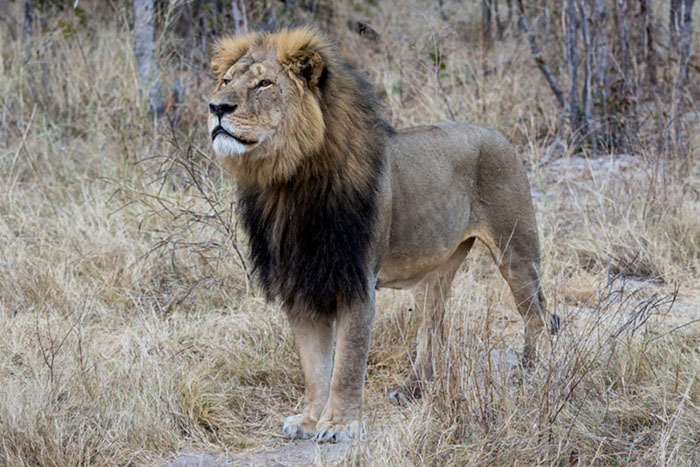 trophy hunting poster boy Cecil the Lion