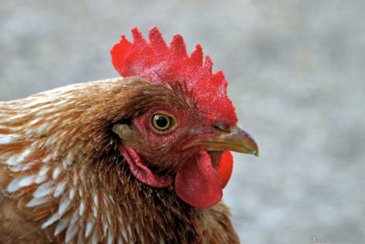 chicken 400x267 International Respect For Chickens Day Celebrates Compassion for Chickens