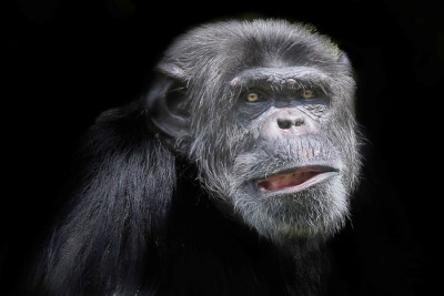 chimp sml 400x267 Do animals have legal rights?
