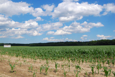 climate friendly farm 400x267 Climate Friendly Farms: Agriculture Adapts to Global Warming