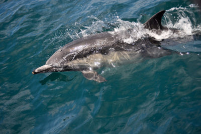 dolphin sml 1 400x267 Underwater Noise Pollution Threatens Marine Wildlife, Ecosystems