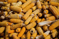 environmental impact of corn