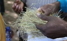 Developing Crops Resistant to Climate Change Effects